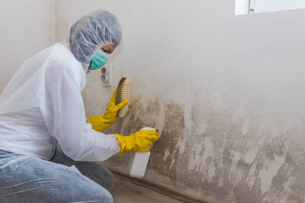 Best Industrial Mold Remediation  in East Newark, NJ