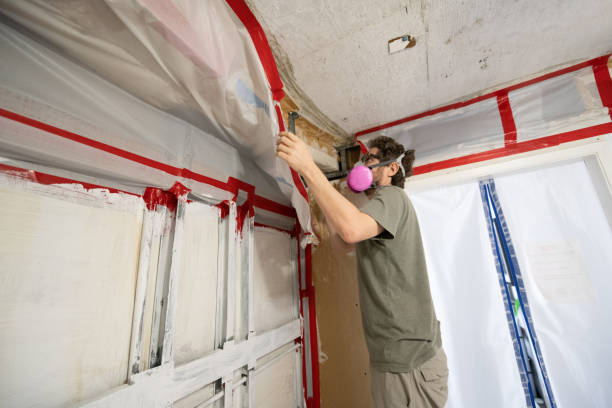 Trusted East Newark, NJ Mold Removal Experts