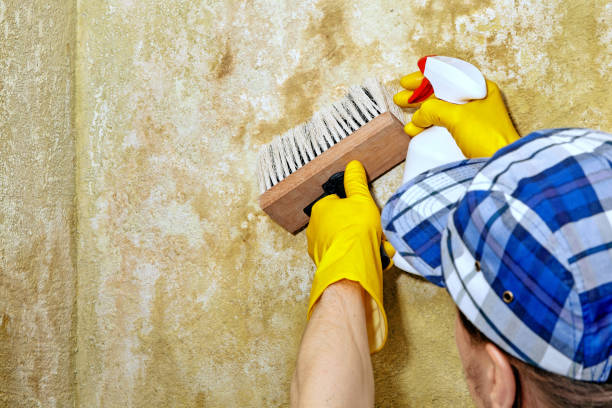 Best Emergency Mold Remediation  in East Newark, NJ
