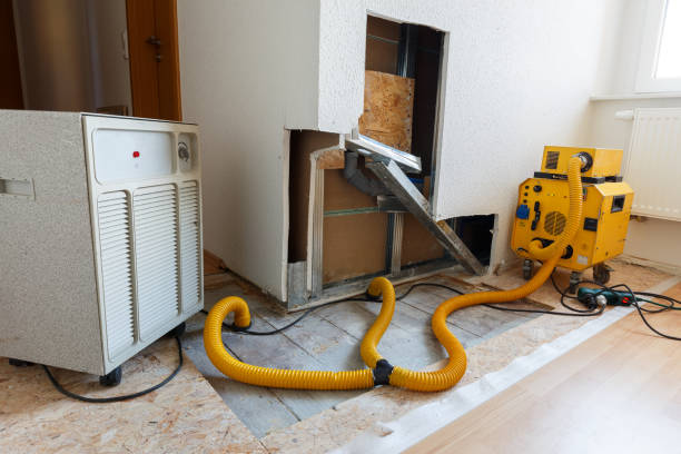 Best Attic Mold Removal  in East Newark, NJ
