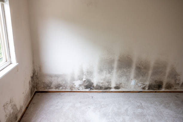 Best Mold Documentation for Insurance Claims  in East Newark, NJ