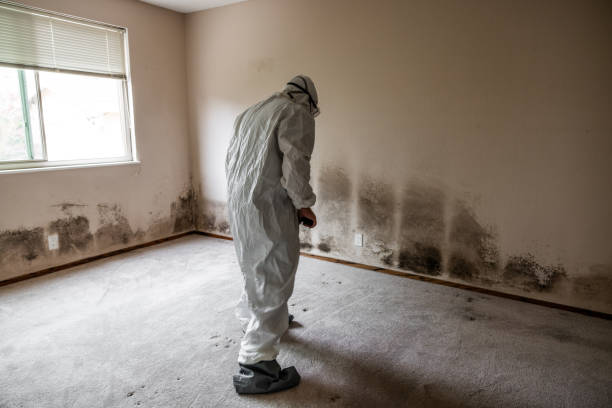 Best Forensic Mold Investigation  in East Newark, NJ